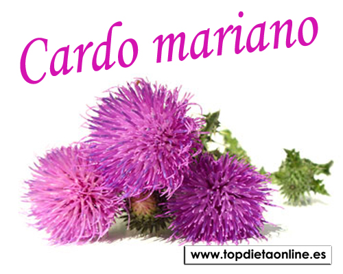 Cardo-mariano-topdietaonline.jpg