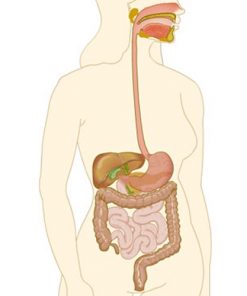Sistema Digestivo