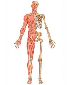 Sistema Locomotor