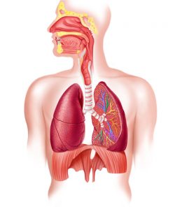 Sistema Respiratorio