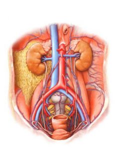 Sistema Urogenital