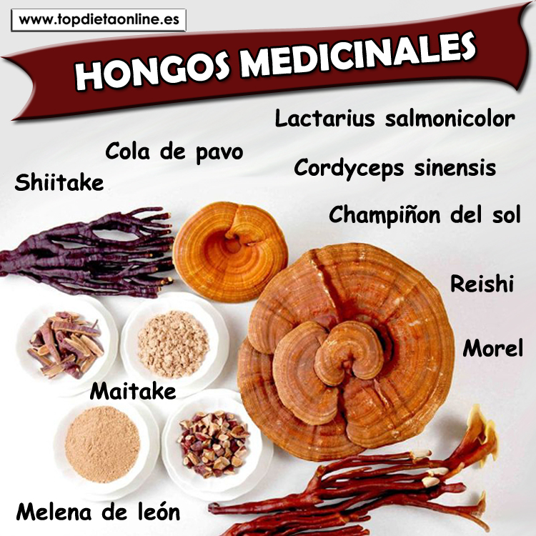 Hongos medicinales