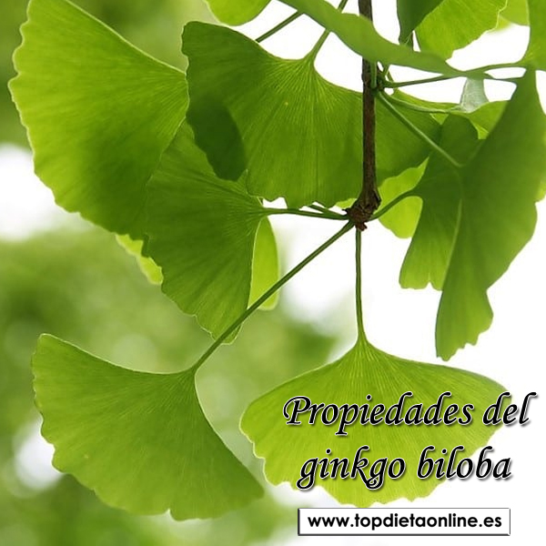 Propiedades del Ginkgo