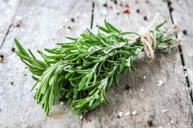 Romero, planta aromática con virtudes medicinales