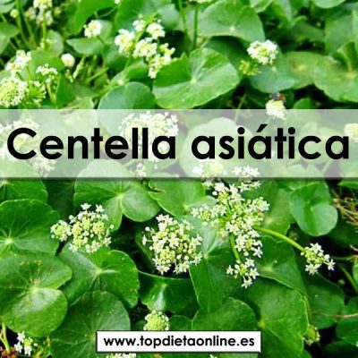 Centella asiática propiedades